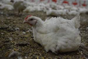 Broiler (meat) Chickens approx 6 weeks - Captured at Unknown broiler farm, Port Wakefield SA Australia.