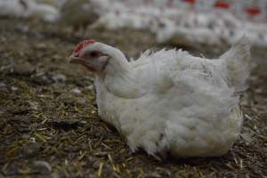 Broiler (meat) Chickens approx 6 weeks - Captured at Unknown broiler farm, Port Wakefield SA Australia.