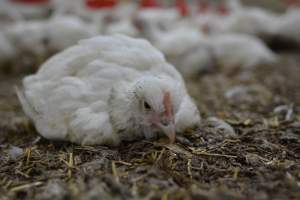 Broiler (meat) Chickens approx 6 weeks - Captured at Unknown broiler farm, Port Wakefield SA Australia.