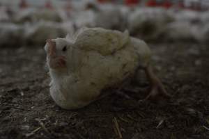 Broiler (meat) Chickens approx 6 weeks - Captured at Unknown broiler farm, Port Wakefield SA Australia.