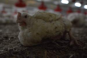 Broiler (meat) Chickens approx 6 weeks - Captured at Unknown broiler farm, Port Wakefield SA Australia.