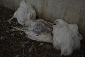 Broiler (meat) Chickens approx 6 weeks - Captured at Unknown broiler farm, Port Wakefield SA Australia.