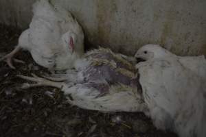 Broiler (meat) Chickens approx 6 weeks - Captured at Unknown broiler farm, Port Wakefield SA Australia.