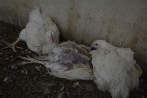 Broiler (meat) Chickens approx 6 weeks - Captured at Unknown broiler farm, Port Wakefield SA Australia.