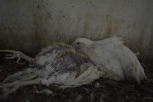 Broiler (meat) Chickens approx 6 weeks - Captured at Unknown broiler farm, Port Wakefield SA Australia.