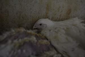 Broiler (meat) Chickens approx 6 weeks - Captured at Unknown broiler farm, Port Wakefield SA Australia.