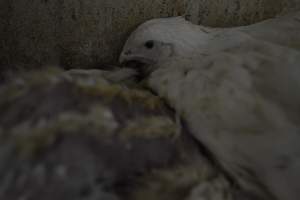 Broiler (meat) Chickens approx 6 weeks - Captured at Unknown broiler farm, Port Wakefield SA Australia.