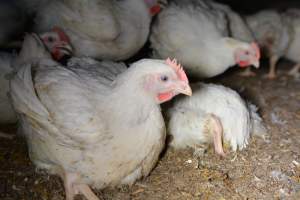 Broiler (meat) chickens approx 7 weeks - Captured at Unknown broiler farm, Port Wakefield SA Australia.