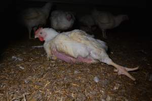 Broiler (meat) chickens approx 7 weeks - Captured at Unknown broiler farm, Port Wakefield SA Australia.