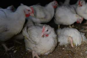 Broiler (meat) chickens approx 7 weeks - Captured at Unknown broiler farm, Port Wakefield SA Australia.