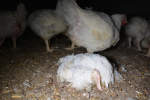 Broiler (meat) chickens approx 7 weeks - Captured at Unknown broiler farm, Port Wakefield SA Australia.