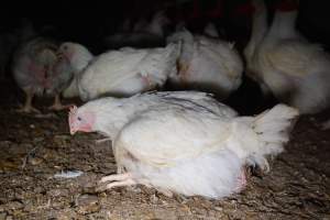 Broiler (meat) chickens approx 7 weeks - Captured at Unknown broiler farm, Port Wakefield SA Australia.