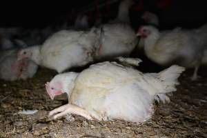 Broiler (meat) chickens approx 7 weeks - Captured at Unknown broiler farm, Port Wakefield SA Australia.