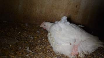 Broiler (meat) chickens approx 7 weeks - Captured at Unknown broiler farm, Port Wakefield SA Australia.