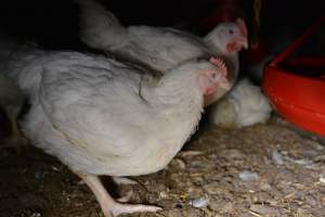 Broiler (meat) chickens approx 7 weeks - Captured at Unknown broiler farm, Port Wakefield SA Australia.