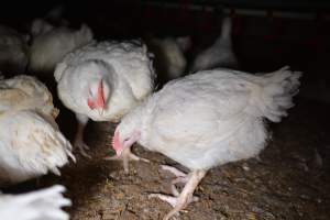 Broiler (meat) chickens approx 7 weeks - Captured at Unknown broiler farm, Port Wakefield SA Australia.