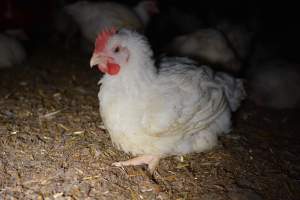 Broiler (meat) chickens approx 7 weeks - Captured at Unknown broiler farm, Port Wakefield SA Australia.