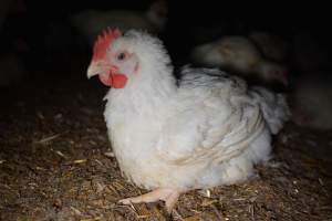 Broiler (meat) chickens approx 7 weeks - Captured at Unknown broiler farm, Port Wakefield SA Australia.