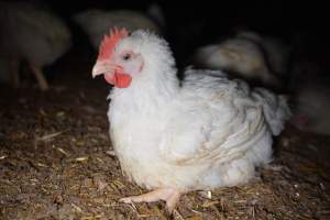 Broiler (meat) chickens approx 7 weeks - Captured at Unknown broiler farm, Port Wakefield SA Australia.