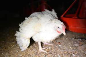 Broiler (meat) chickens approx 7 weeks - Captured at Unknown broiler farm, Port Wakefield SA Australia.