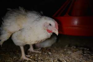 Broiler (meat) chickens approx 7 weeks - Captured at Unknown broiler farm, Port Wakefield SA Australia.