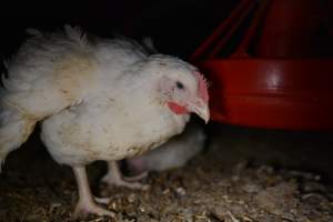 Broiler (meat) chickens approx 7 weeks - Captured at Unknown broiler farm, Port Wakefield SA Australia.