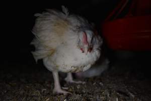 Broiler (meat) chickens approx 7 weeks - Captured at Unknown broiler farm, Port Wakefield SA Australia.