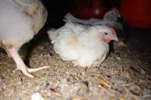 Broiler (meat) chickens approx 7 weeks - Captured at Unknown broiler farm, Port Wakefield SA Australia.