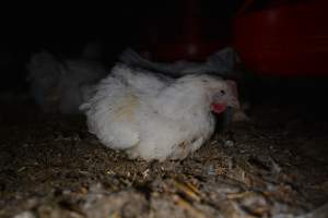 Broiler (meat) chickens approx 7 weeks - Captured at Unknown broiler farm, Port Wakefield SA Australia.