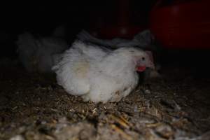 Broiler (meat) chickens approx 7 weeks - Captured at Unknown broiler farm, Port Wakefield SA Australia.