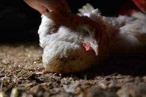 Broiler (meat) chickens approx 7 weeks - Captured at Unknown broiler farm, Port Wakefield SA Australia.