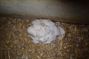 Broiler (meat) chickens approx 7 weeks - Captured at Unknown broiler farm, Port Wakefield SA Australia.