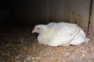 Broiler (meat) chickens approx 7 weeks - Captured at Unknown broiler farm, Port Wakefield SA Australia.