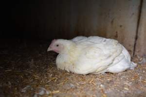 Broiler (meat) chickens approx 7 weeks - Captured at Unknown broiler farm, Port Wakefield SA Australia.