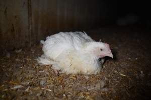 Broiler (meat) chickens approx 7 weeks - Captured at Unknown broiler farm, Port Wakefield SA Australia.