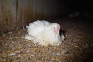 Broiler (meat) chickens approx 7 weeks - Captured at Unknown broiler farm, Port Wakefield SA Australia.