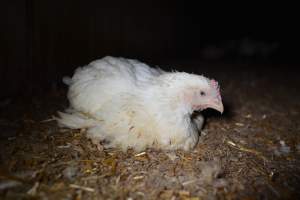 Broiler (meat) chickens approx 7 weeks - Captured at Unknown broiler farm, Port Wakefield SA Australia.