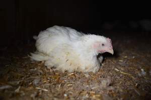 Broiler (meat) chickens approx 7 weeks - Captured at Unknown broiler farm, Port Wakefield SA Australia.