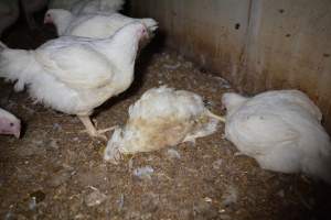 Broiler (meat) chickens approx 7 weeks - Captured at Unknown broiler farm, Port Wakefield SA Australia.