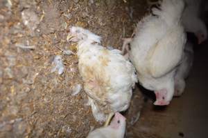 Broiler (meat) chickens approx 7 weeks - Captured at Unknown broiler farm, Port Wakefield SA Australia.