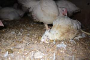 Broiler (meat) chickens approx 7 weeks - Captured at Unknown broiler farm, Port Wakefield SA Australia.