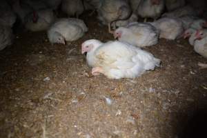 Broiler (meat) chickens approx 7 weeks - Captured at Unknown broiler farm, Port Wakefield SA Australia.