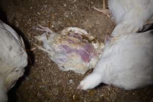 Broiler (meat) chickens approx 7 weeks - Captured at Unknown broiler farm, Port Wakefield SA Australia.