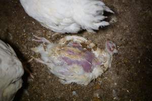 Broiler (meat) chickens approx 7 weeks - Captured at Unknown broiler farm, Port Wakefield SA Australia.