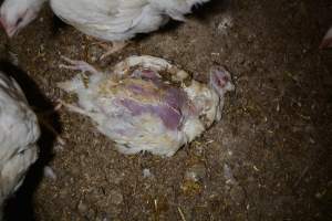 Broiler (meat) chickens approx 7 weeks - Captured at Unknown broiler farm, Port Wakefield SA Australia.