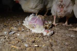 Broiler (meat) chickens approx 7 weeks - Captured at Unknown broiler farm, Port Wakefield SA Australia.