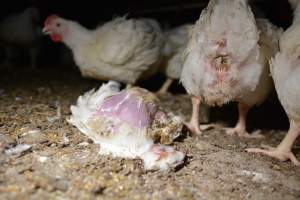 Broiler (meat) chickens approx 7 weeks - Captured at Unknown broiler farm, Port Wakefield SA Australia.