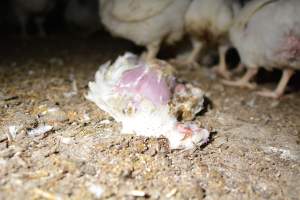 Broiler (meat) chickens approx 7 weeks - Captured at Unknown broiler farm, Port Wakefield SA Australia.