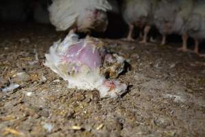 Broiler (meat) chickens approx 7 weeks - Captured at Unknown broiler farm, Port Wakefield SA Australia.