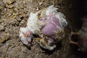 Broiler (meat) chickens approx 7 weeks - Captured at Unknown broiler farm, Port Wakefield SA Australia.